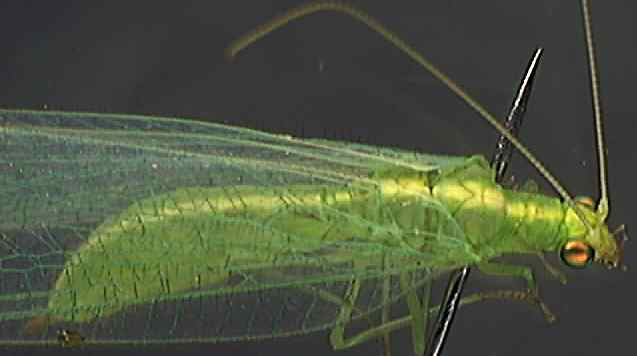 Chrysoperla carnea